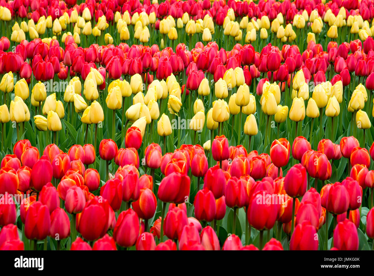 Red and yellow tulips in the garden Stock Photo - Alamy