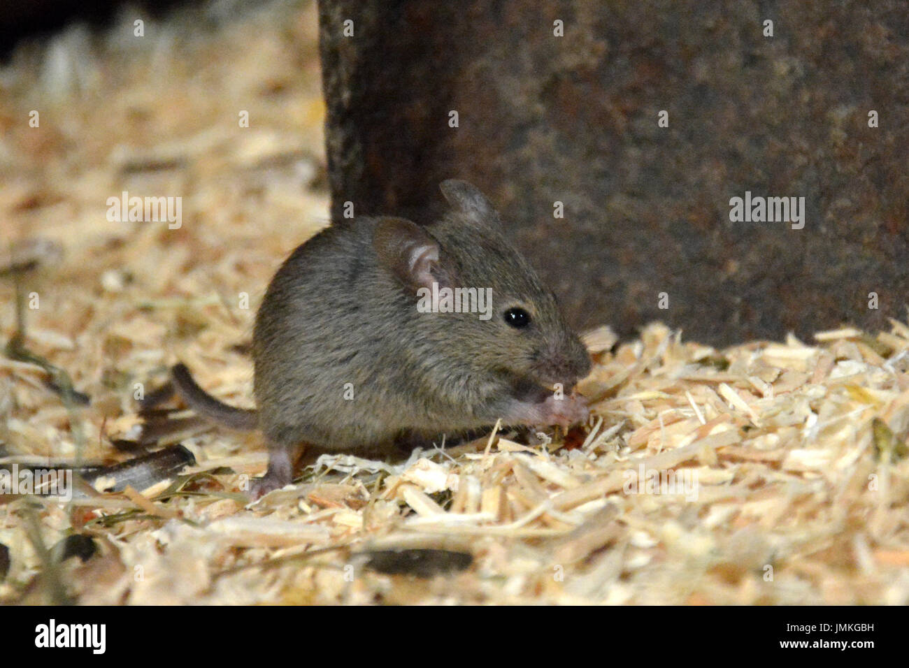 House Mouse (Mus musculus) - sitting and eating or nibbling at a seed Stock Photo