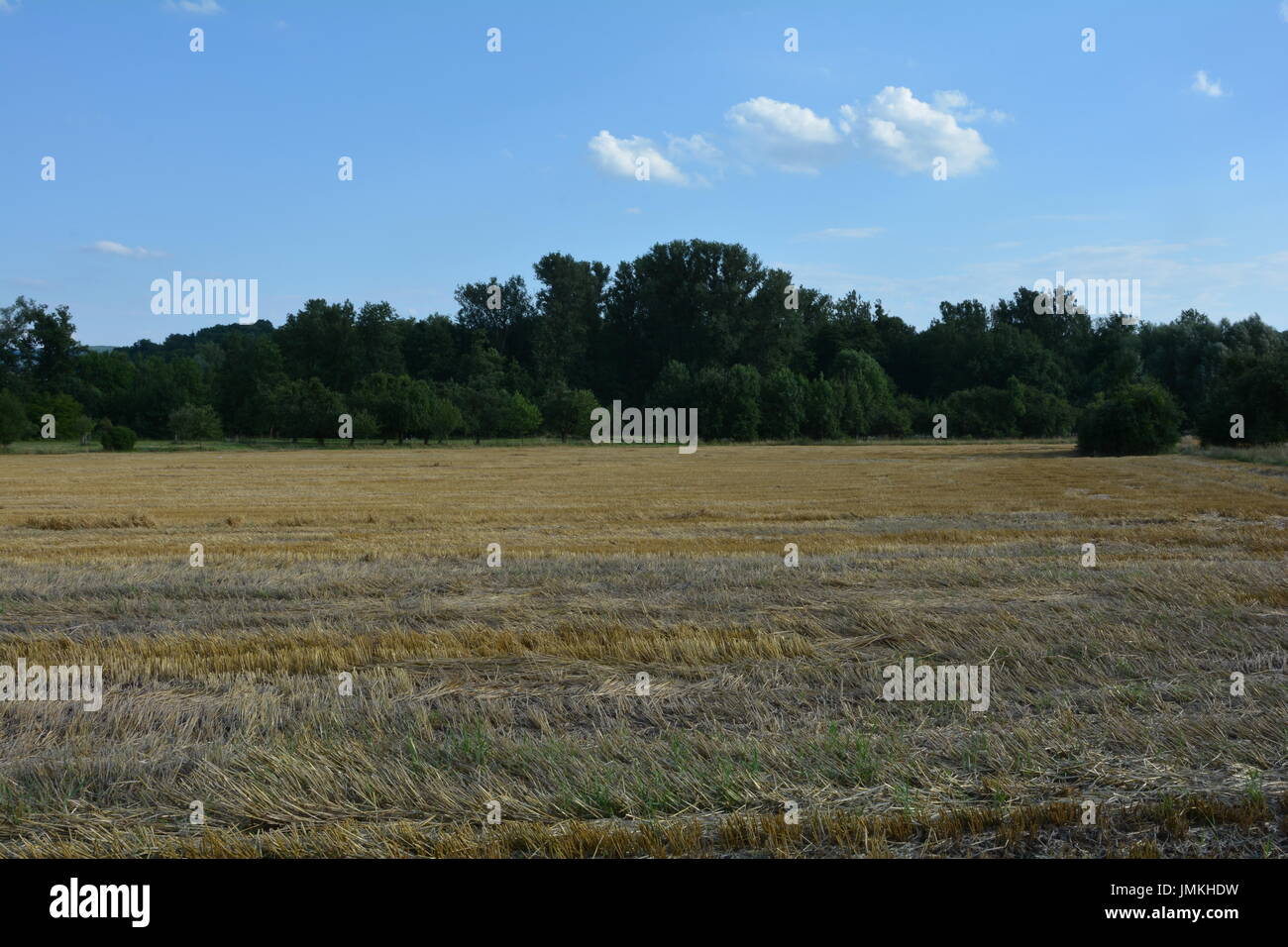 Cereal stubble field in foreground, and trees in background Stock Photo ...
