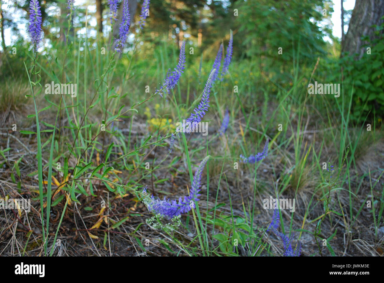 Veronica longifolia violet flowers from Plantaginaceae family. Stock Photo