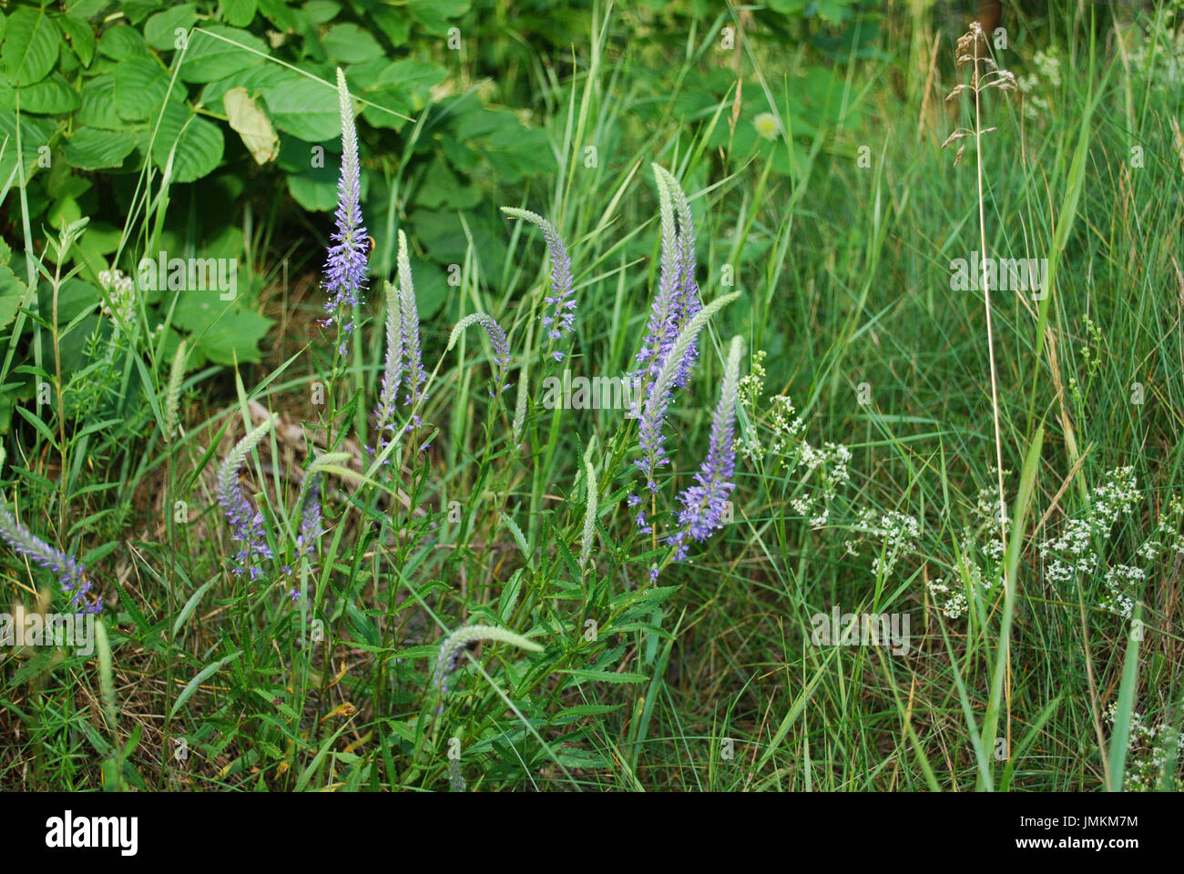Veronica longifolia violet flowers from Plantaginaceae family. Stock Photo