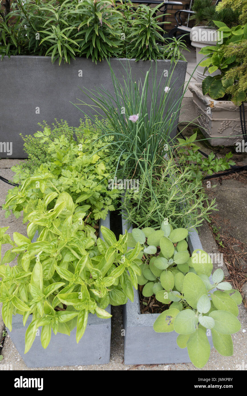 Roof Deck Herb Garden, NYC, USA Stock Photo
