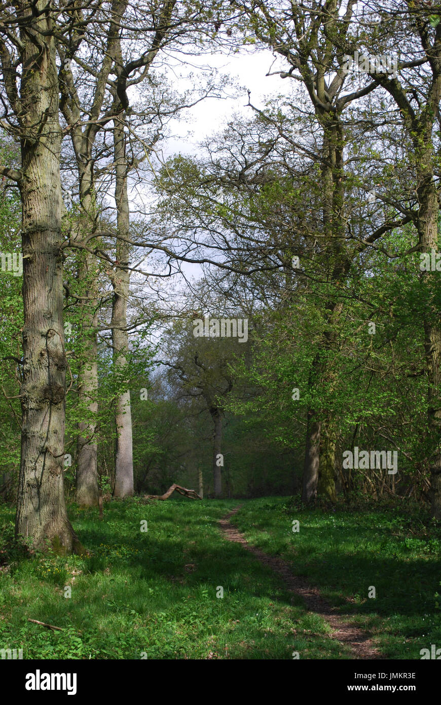 Path through wood with tall trees Stock Photo - Alamy