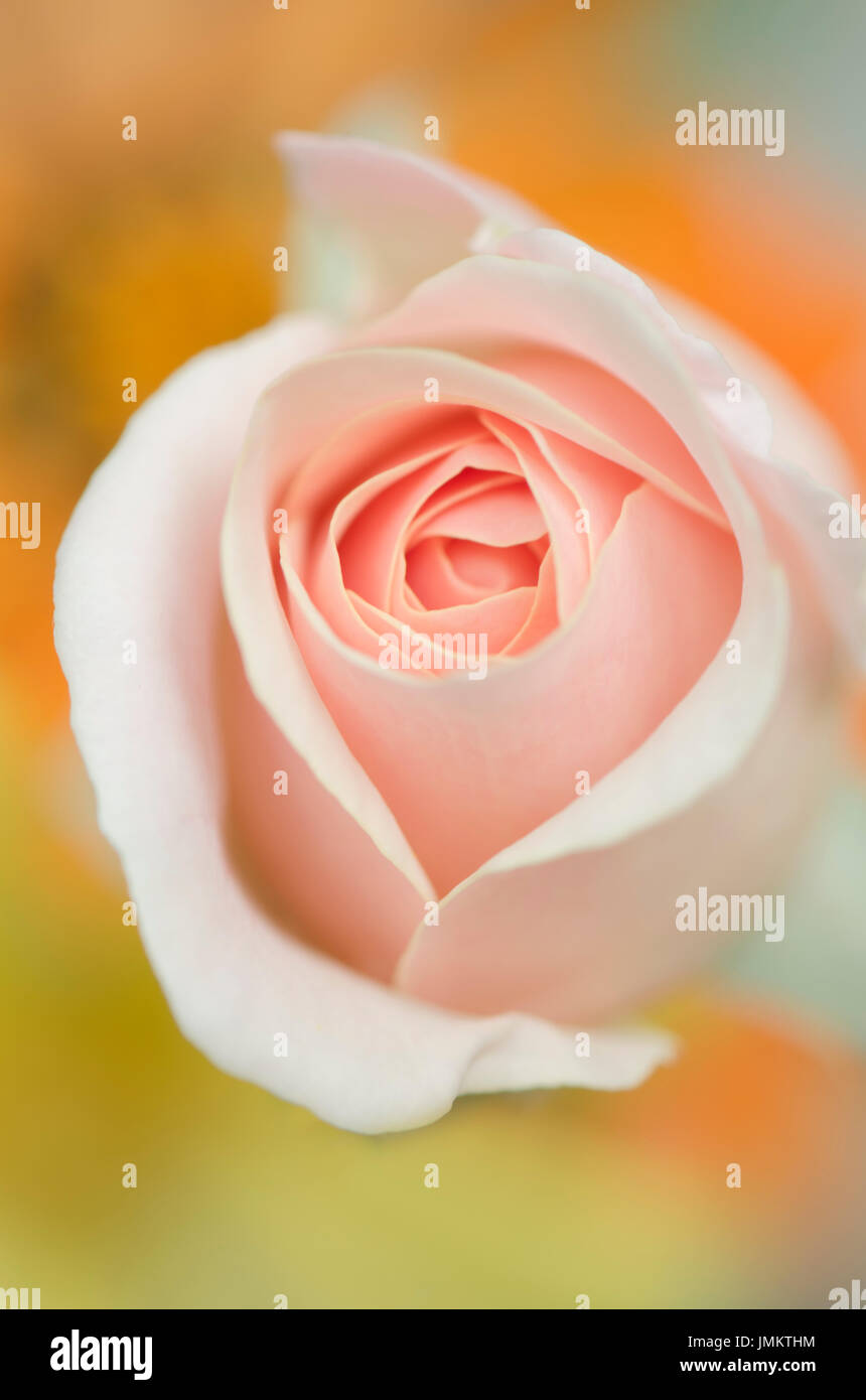 Pink Roses Shape Pink floral shapes hi-res stock photography and images - Alamy