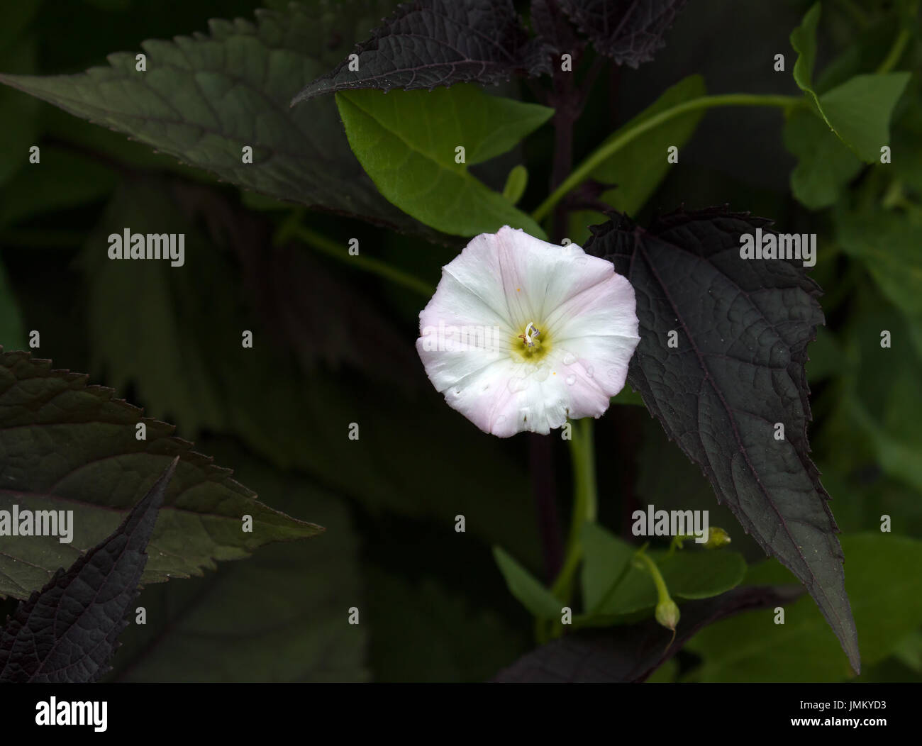 Field Bindweed flower with raindrops and foliage Stock Photo