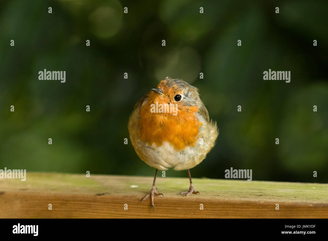 European Robin on fence with toes over edge. Stock Photo