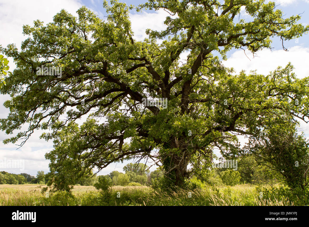Oak tree in prairie during summer with blue sky Stock Photo