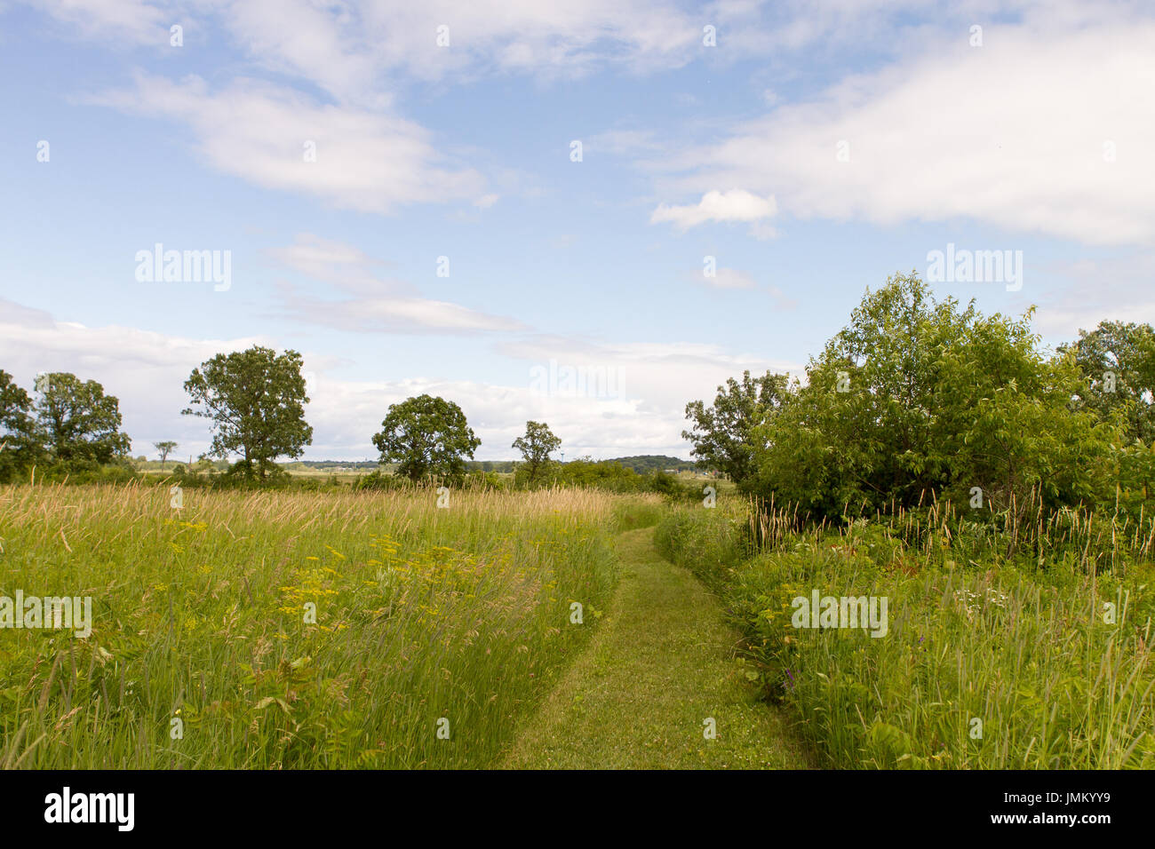 Trail through lush green prairie and tall grass with trees and blue sky Stock Photo