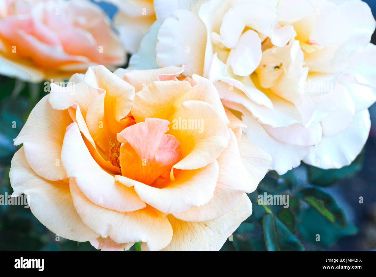 Roses in peach color hi-res stock photography and images - Alamy