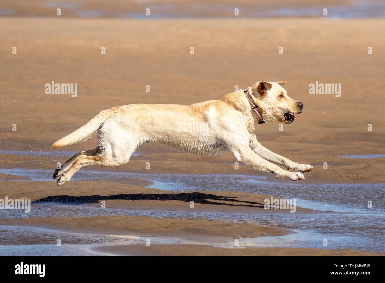 a dog dogs golden labrador swimming splash splashing sea water wet