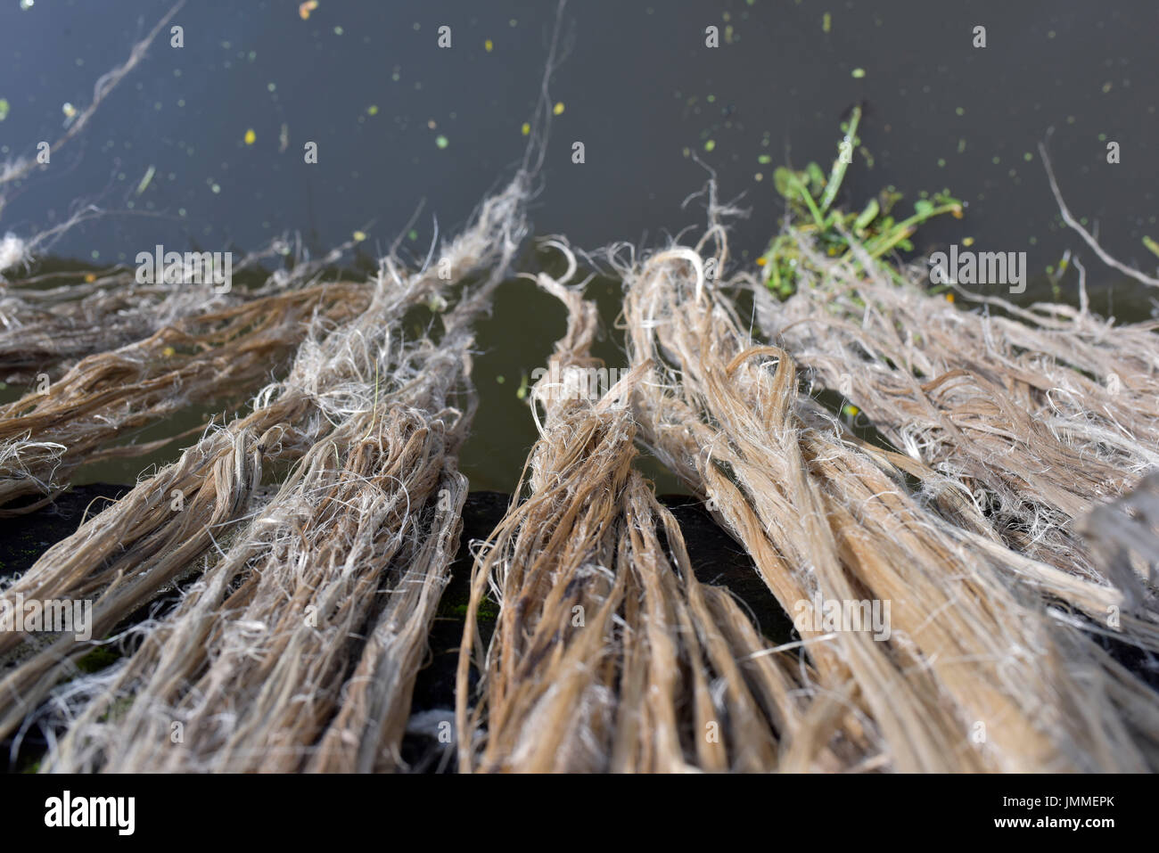 Dhaka, Bangladesh. 28th July, 2017. Jute fiber laid for drying in the sun at Munshiganj, near