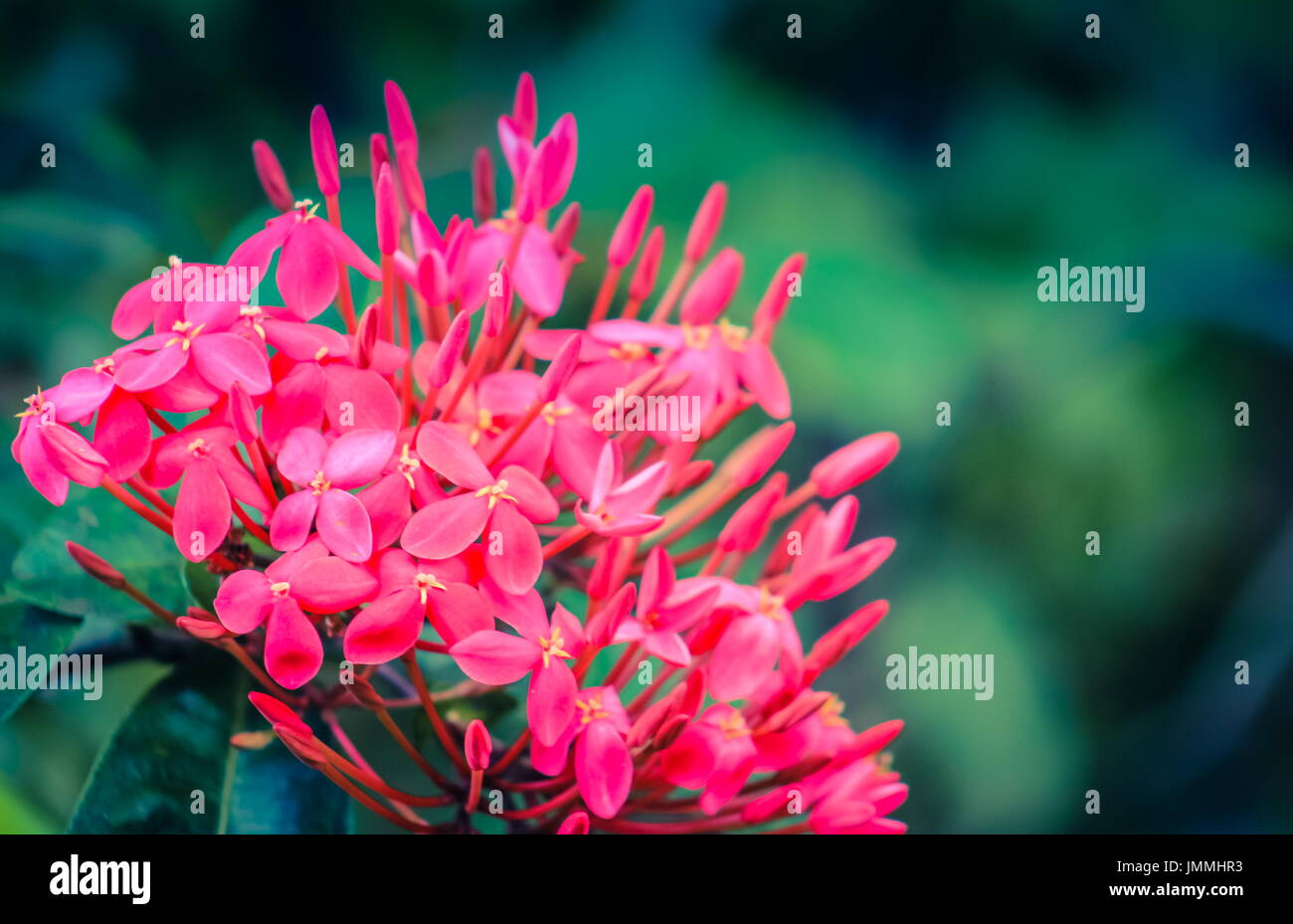 Close up image of pink West Indian Jasmine - Ixora Stock Photo