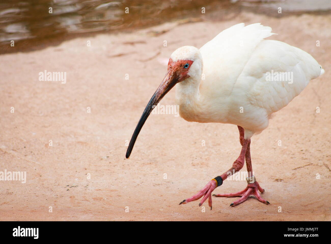 American White Ibis (Eudocimus albus) is a species of bird in the ibis family, Threskiornithidae. Stock Photo