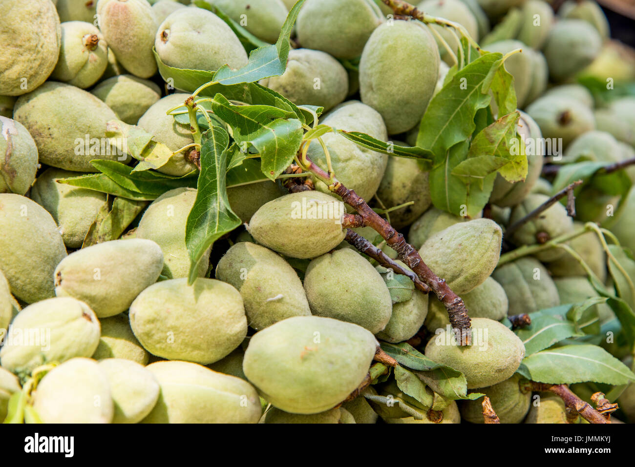 Bitter Almond High Resolution Stock Photography and Images Alamy