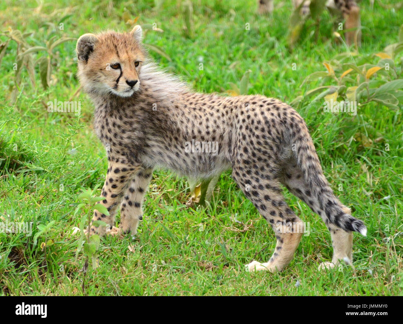 Baby Cheetah Stock Photo Alamy Baby Cheetah Stock Photo Alamy