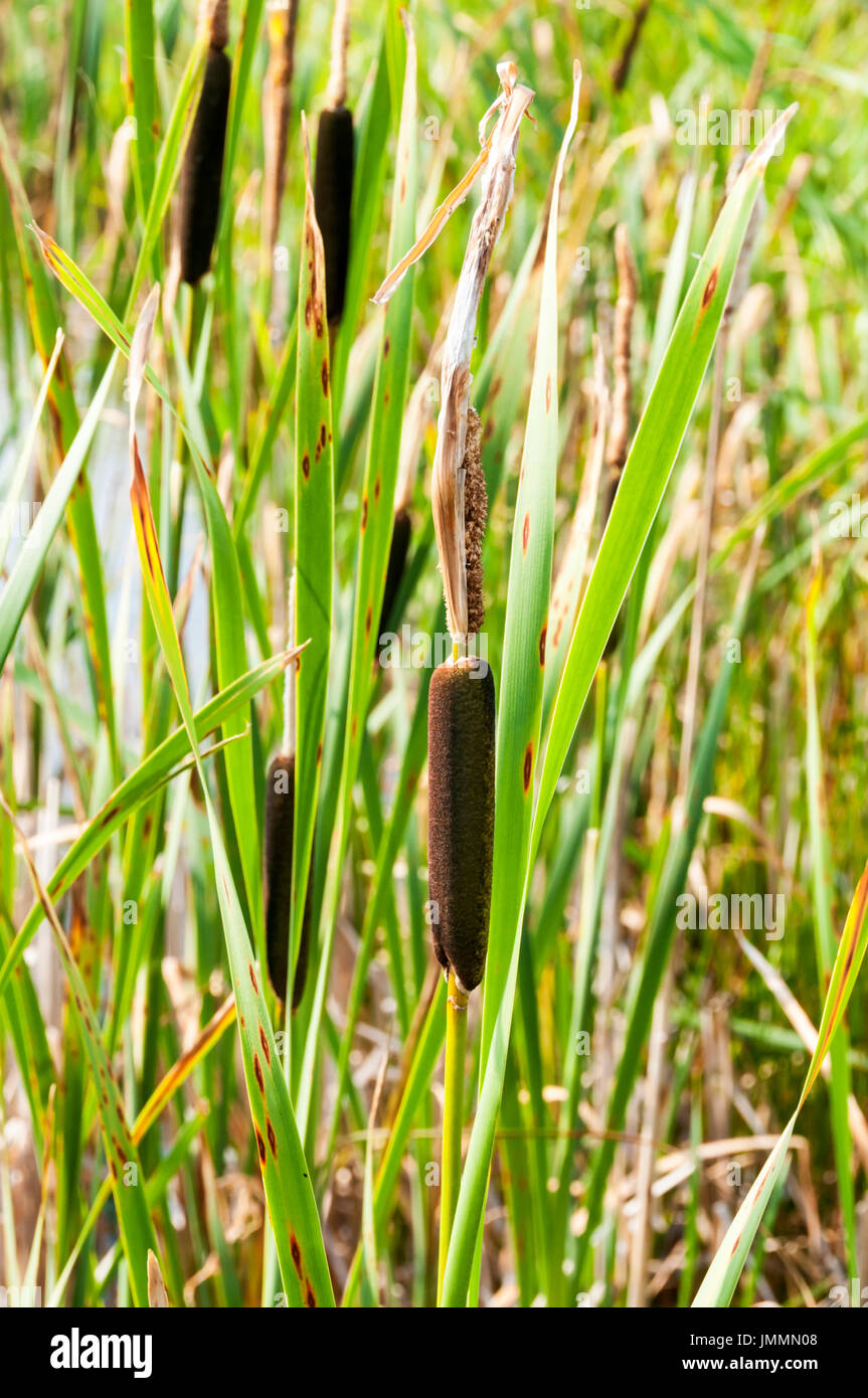 Bulrushes, Typha latifolia, growing at Titchwell Marsh in Norfolk. Stock Photo