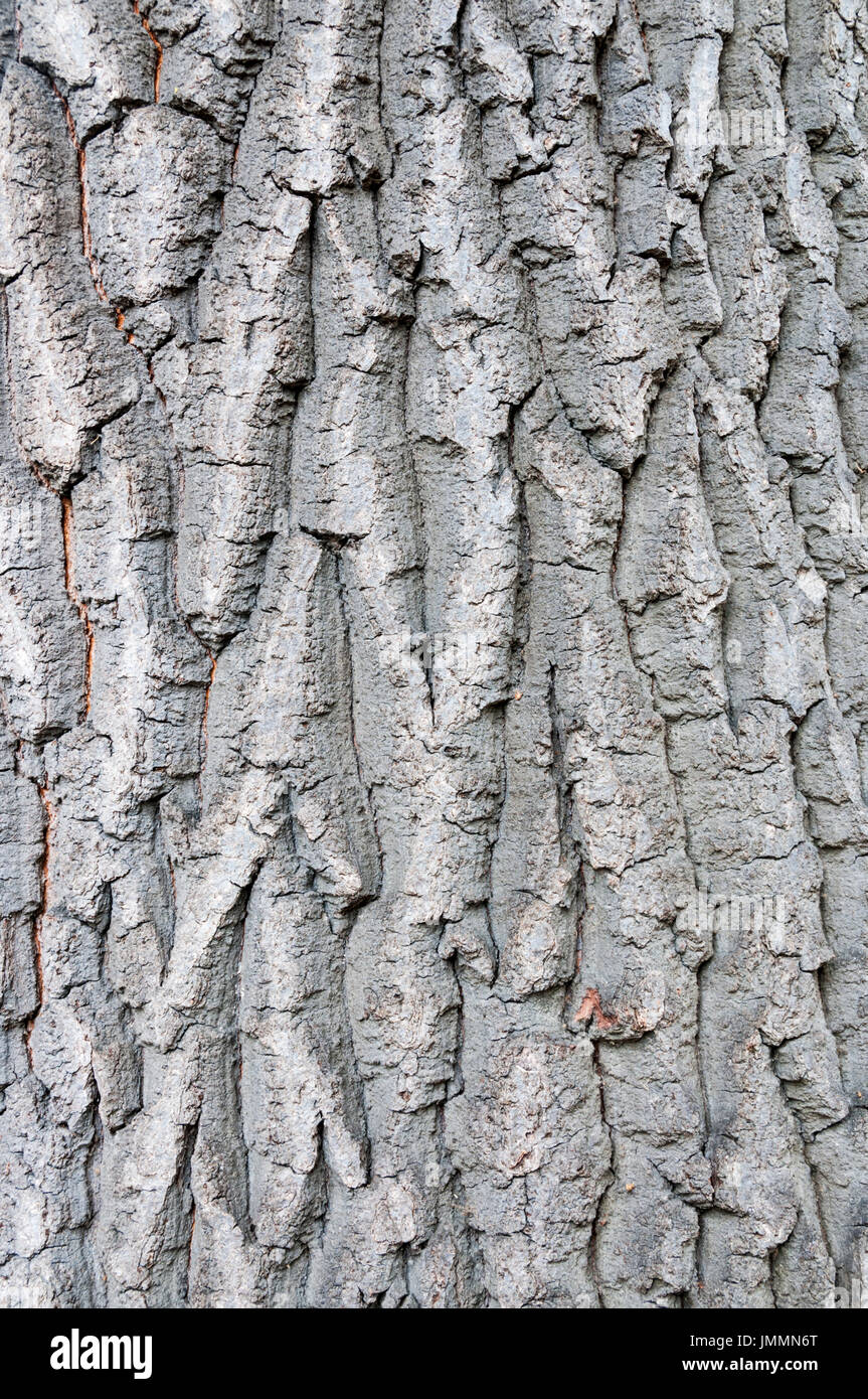 Bark of Turkey Oak, Quercus cerris Stock Photo
