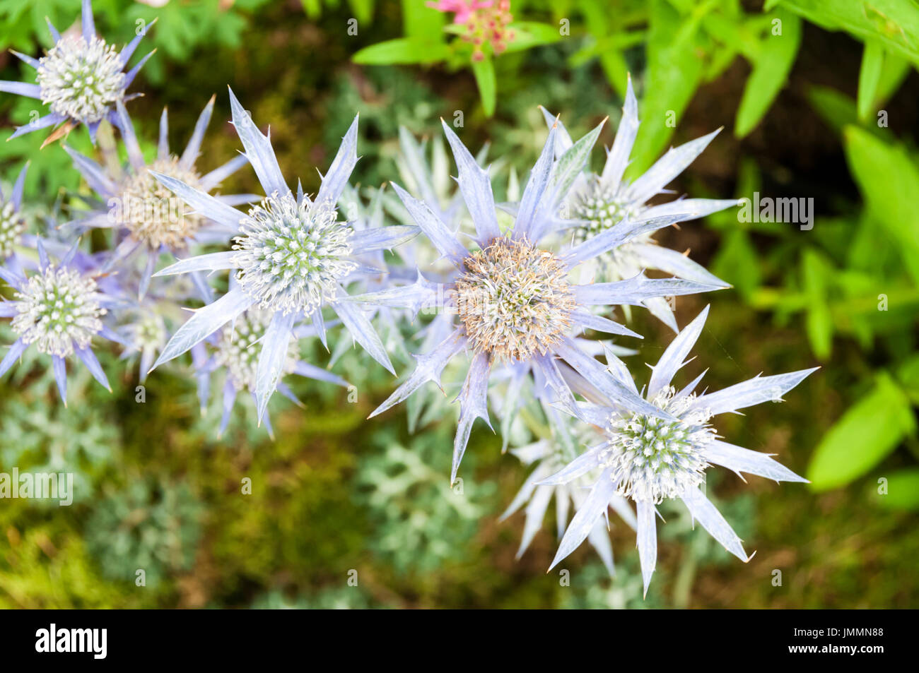 Eryngium bourgatii, Picos Blue Stock Photo Alamy