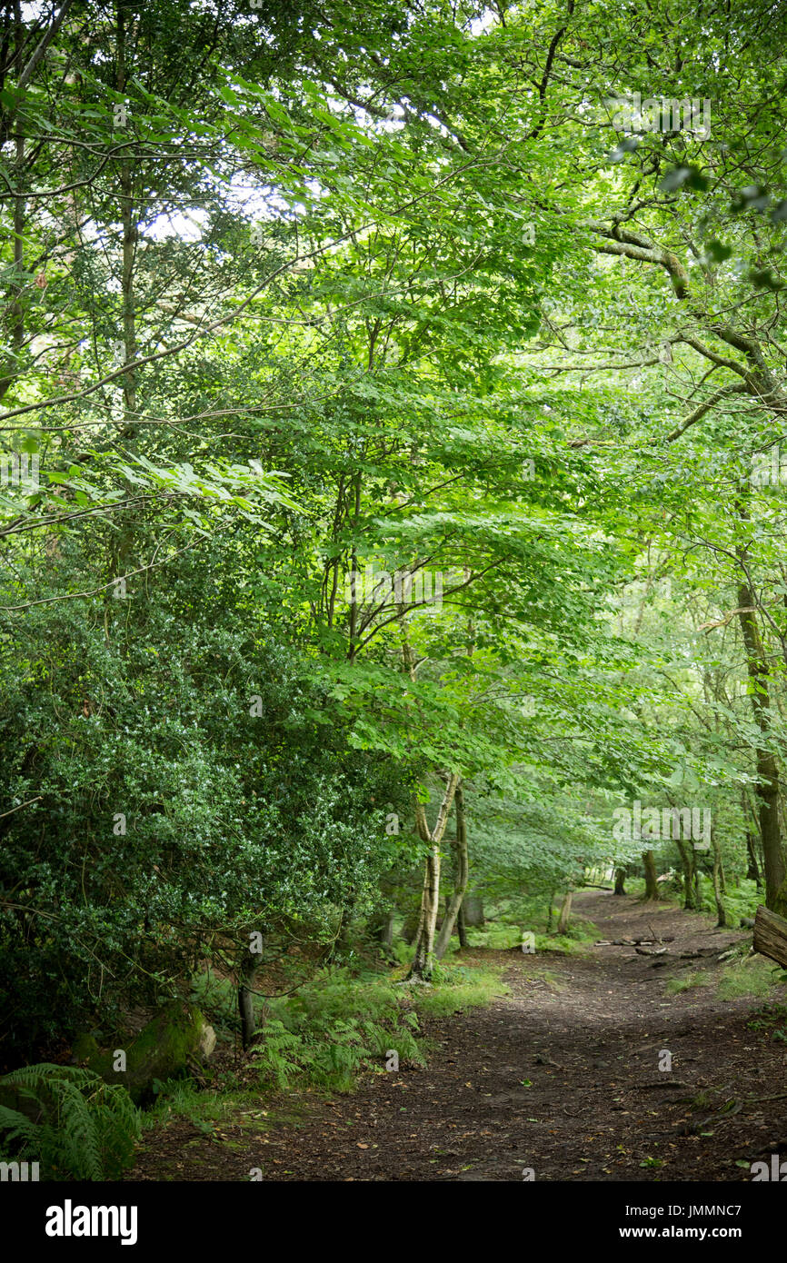 Forest row east sussex england uk hires stock photography and images