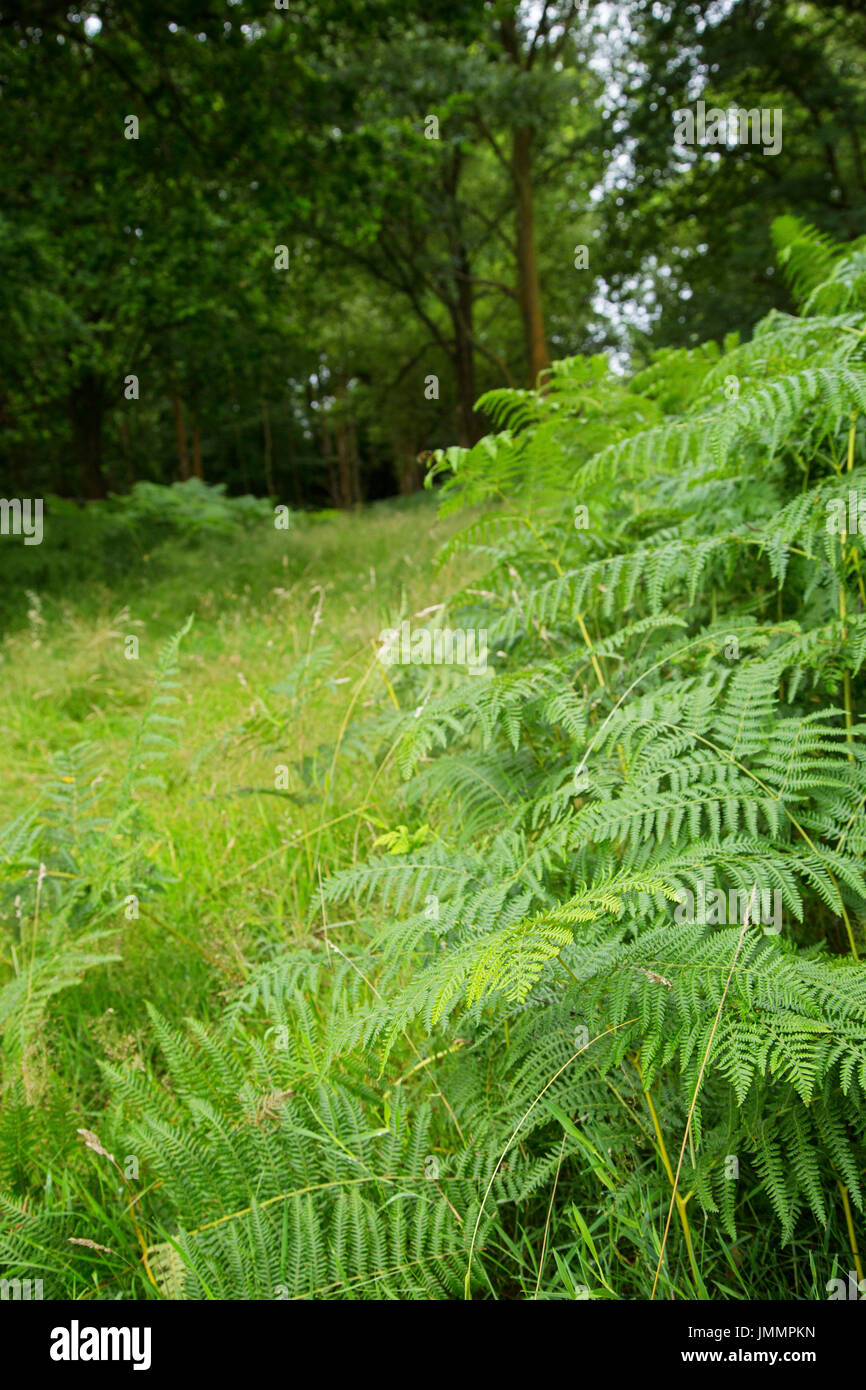 Ashdown Forest, West Sussex, UK Stock Photo Alamy