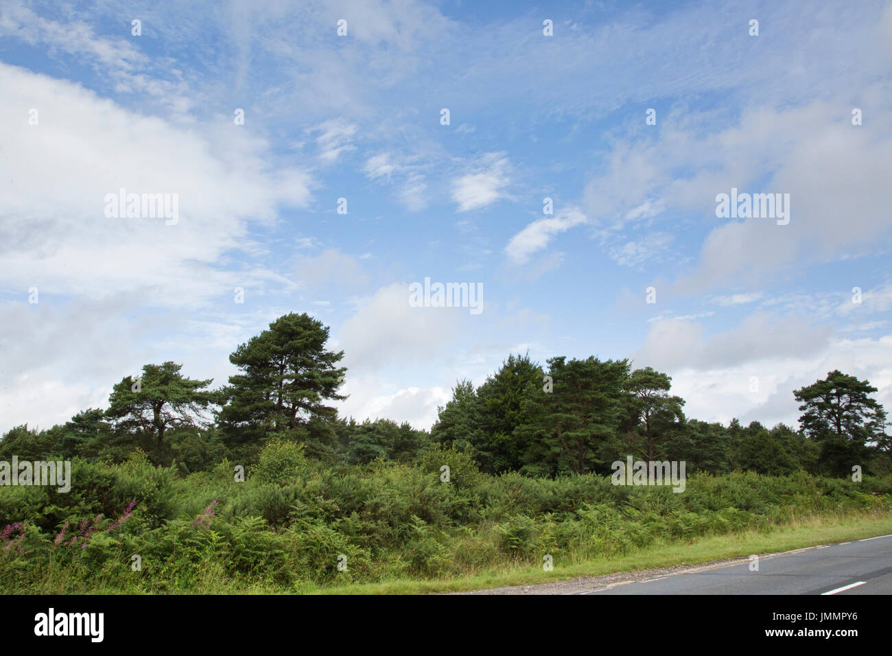 Ashdown Forest, West Sussex, UK Stock Photo Alamy