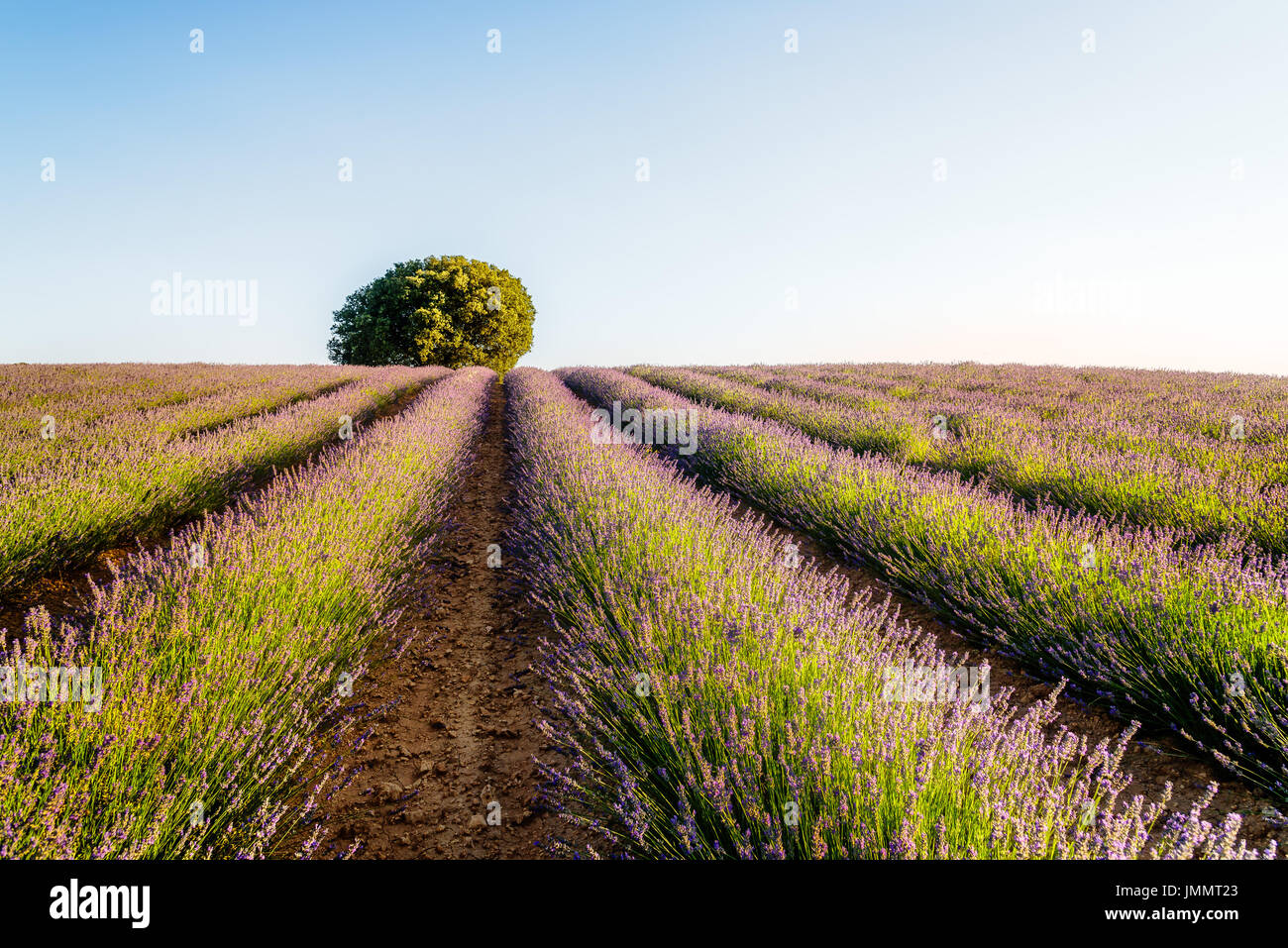 Beautiful image of lavender fields. Summer sunset landscape Stock Photo ...