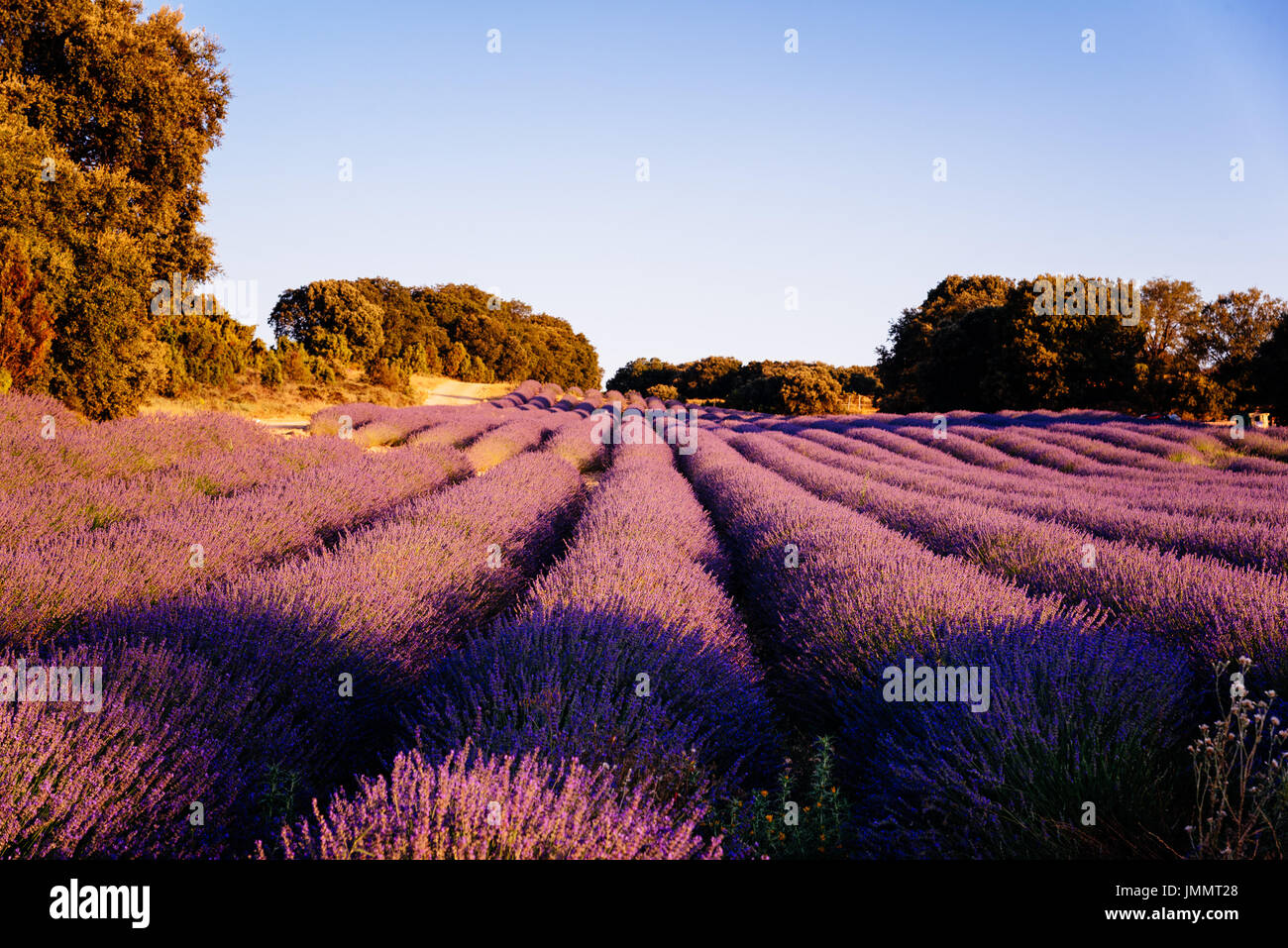 Beautiful image of lavender fields. Summer sunset landscape Stock Photo ...