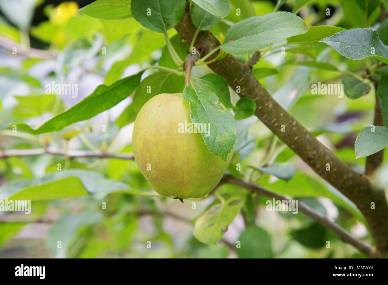 A Small Golden Delicious Apple Growing on a Fruit Tree Stock Photo