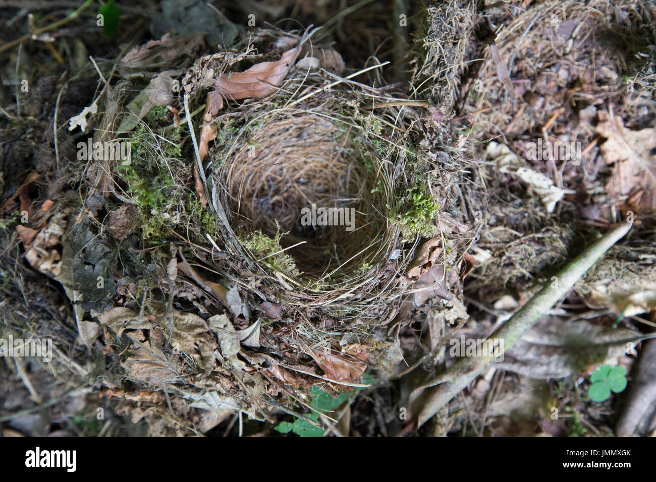 Empty Robin's Nest in a UK Garden Stock Photo Alamy