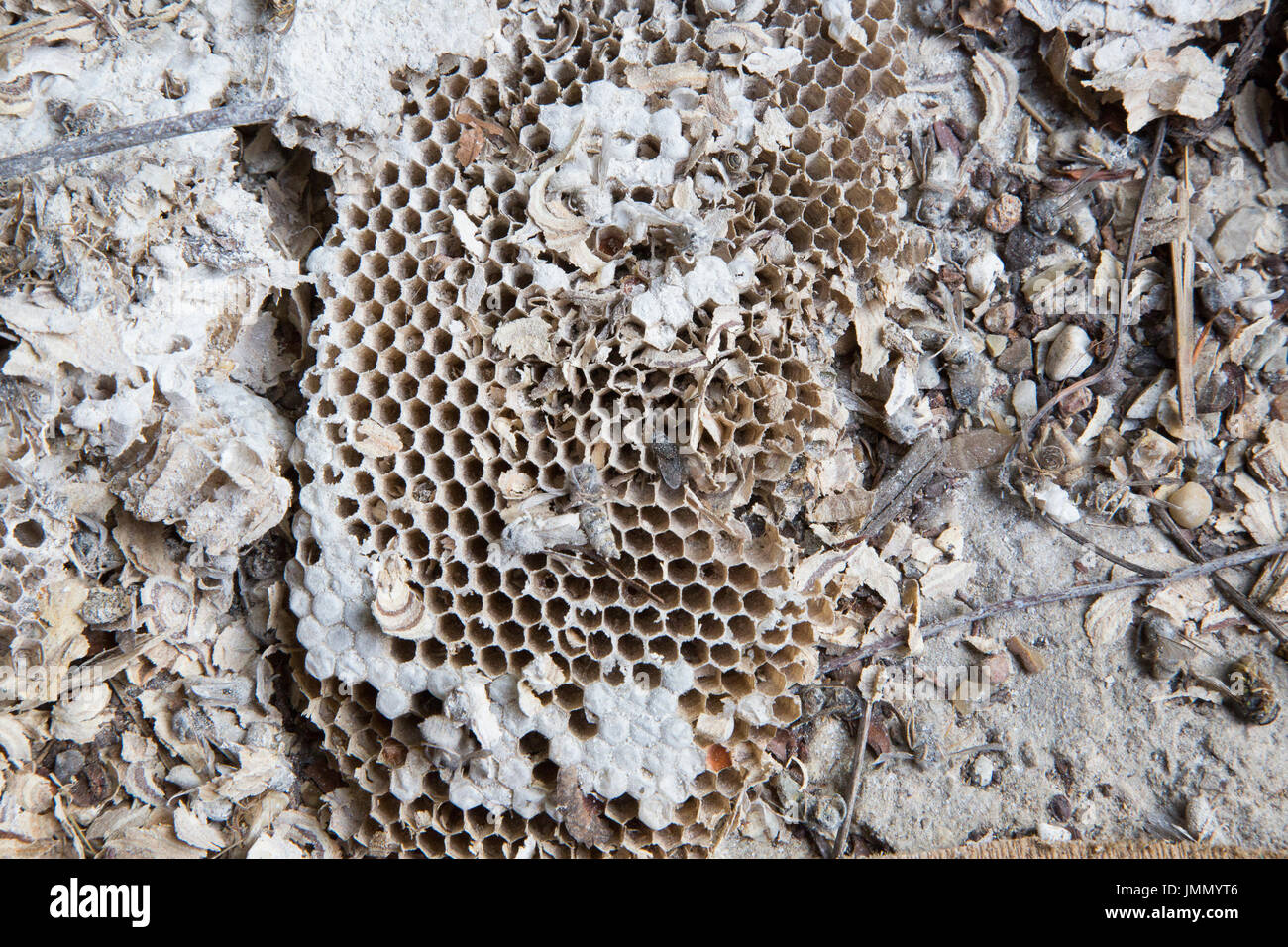 Wasp Nest Destroyer Hi res Stock Photography And Images Alamy