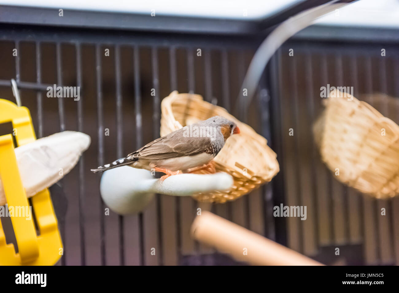 Finch perched on branch in house in cage with orange beak Stock Photo