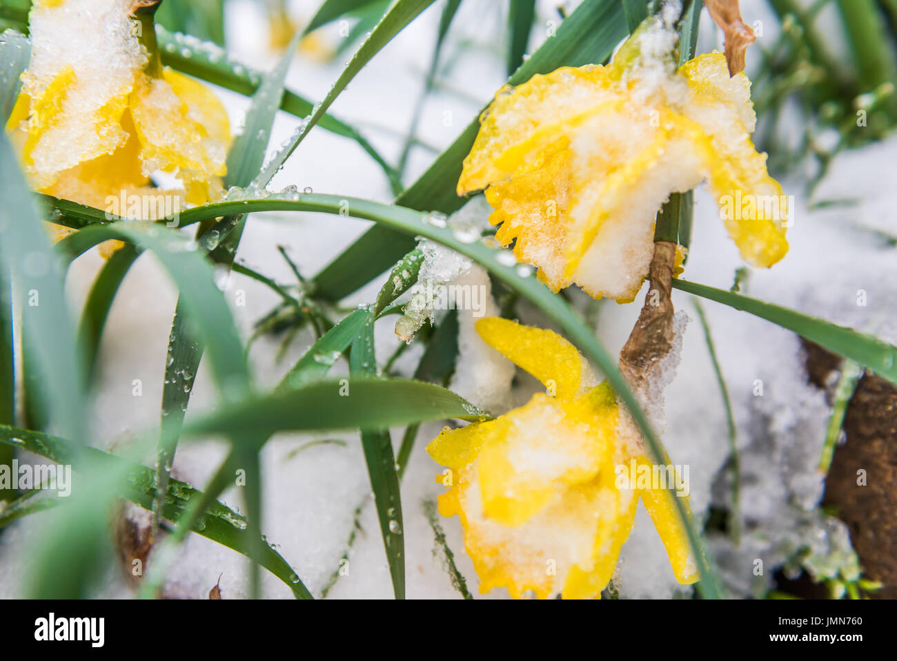 Many yellow daffodils and green leaves covered in winter snow Stock