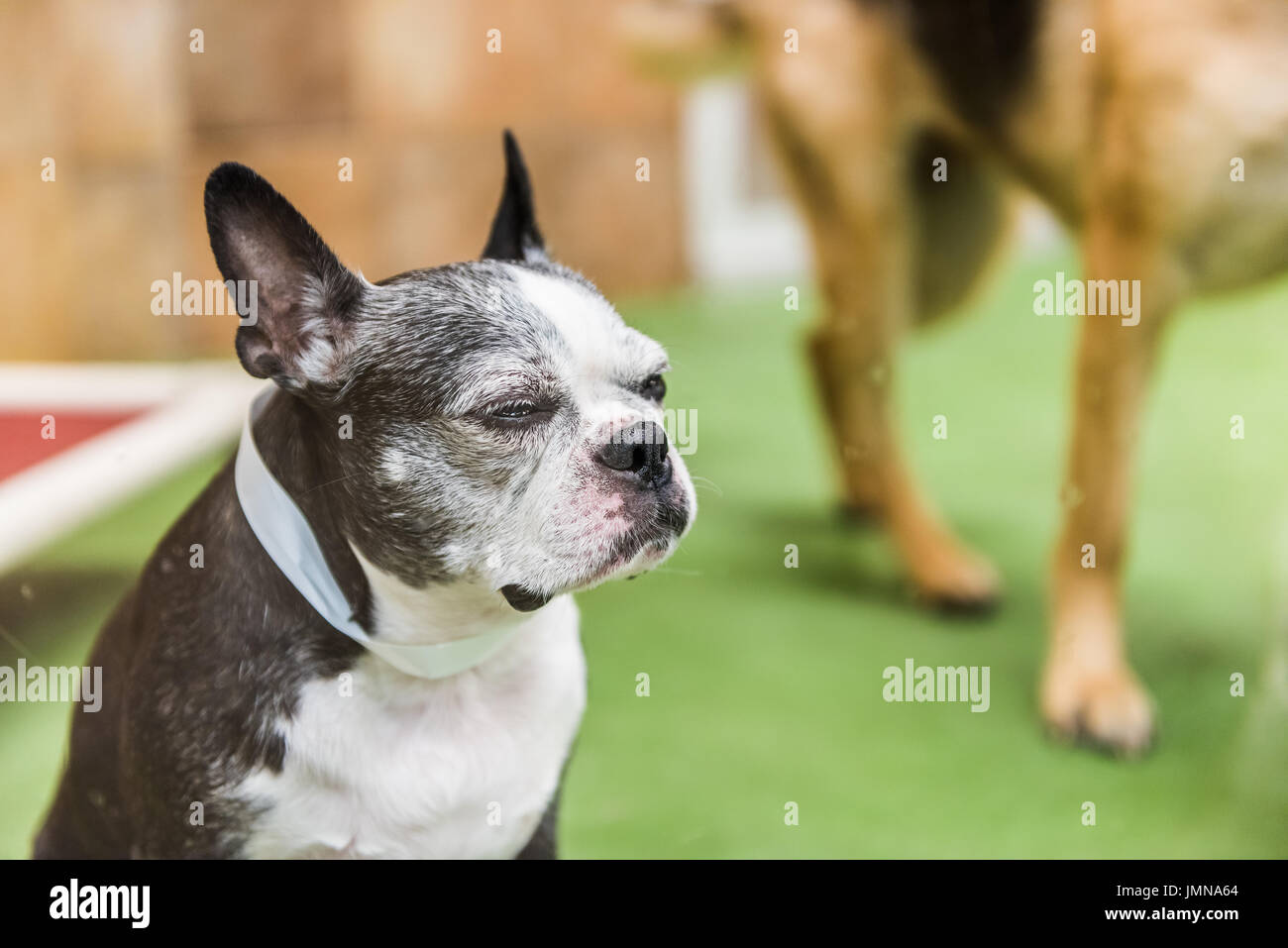 Closeup of boston terrier dog squinting eyes in training facility Stock Photo