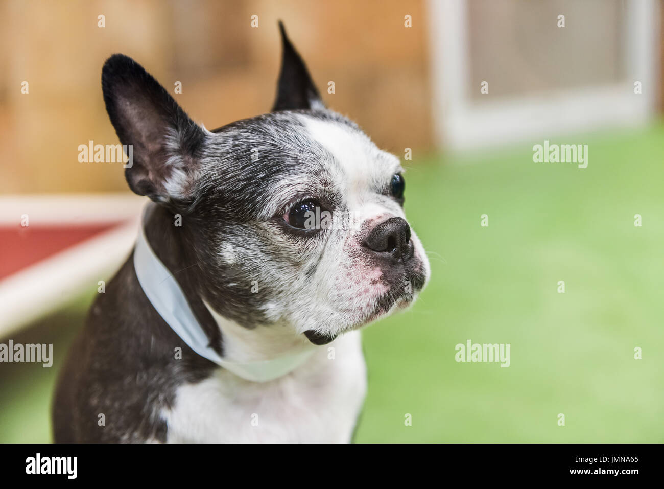 Closeup portrait of boston terrier dog looking Stock Photo