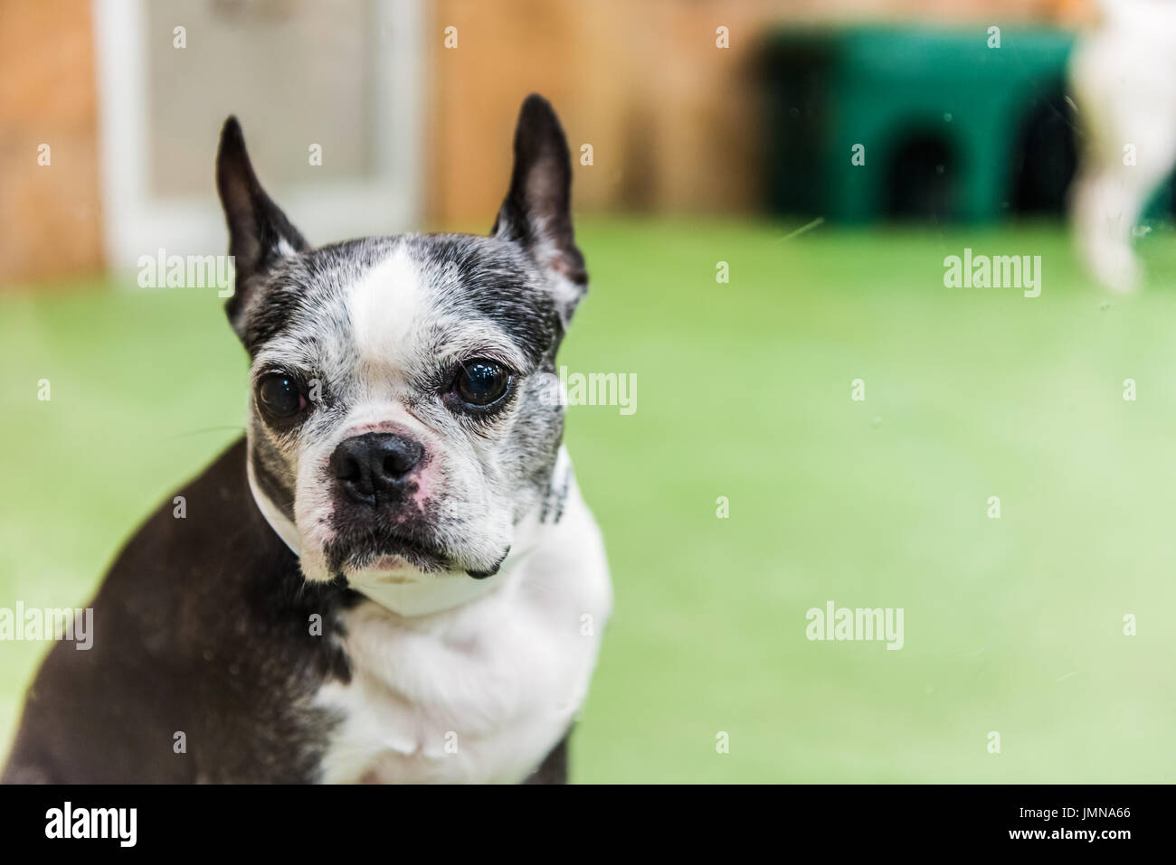 Closeup portrait of boston terrier dog looking scared Stock Photo