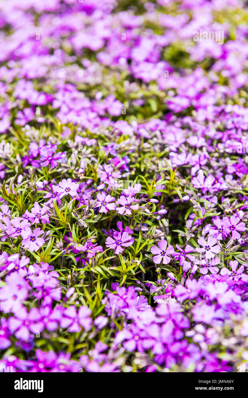 Purple flowers creeping phlox flowerbed macro closeup Stock Photo