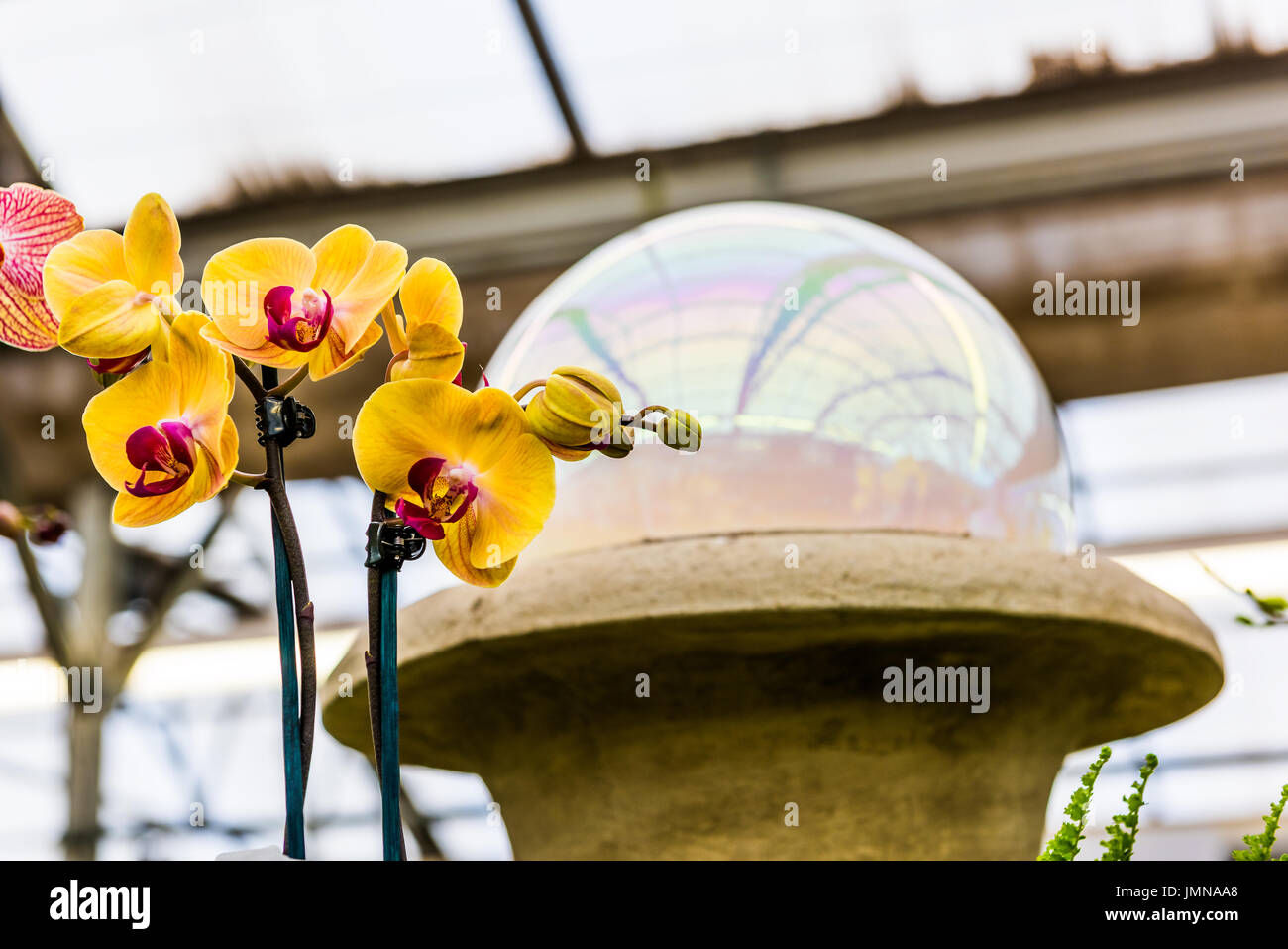 Closeup of yellow orchid flowers in garden with globe decoration and reflection Stock Photo