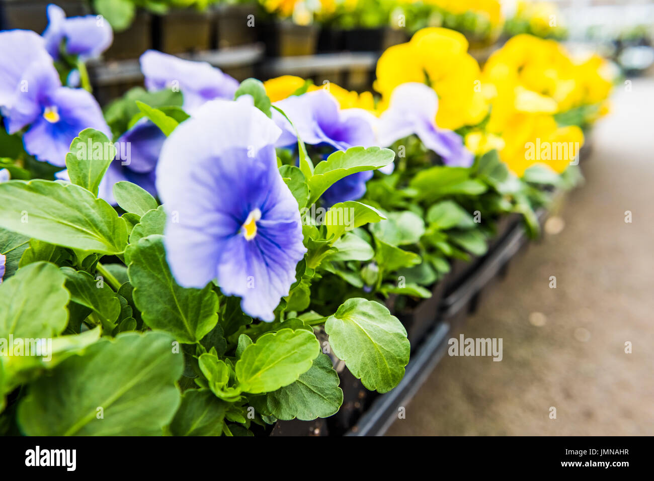 Closeup of blue and yellow pansy flowers in pots in store nursery Stock