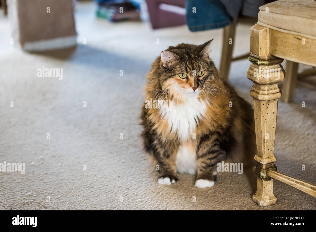 Overweight Maine coon cat with belly sitting looking on carpet by chair