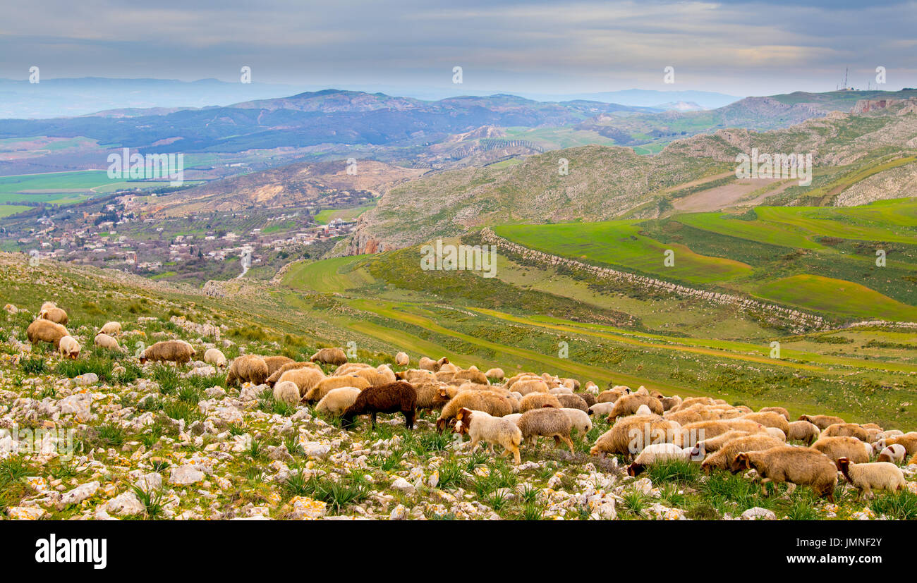 A flock of sheep in the mountains Stock Photo - Alamy