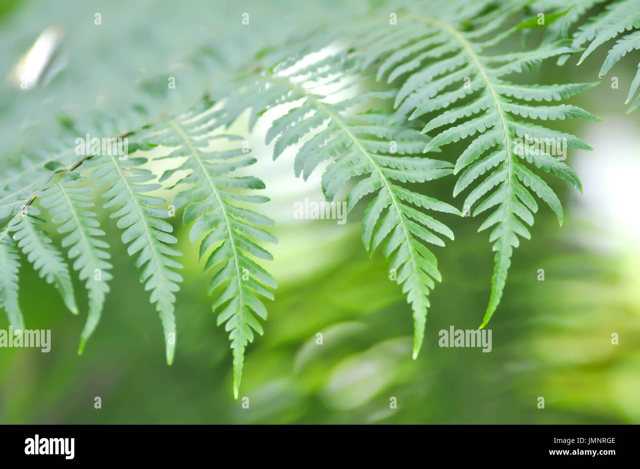 fern ,Golden Moss or Chain Fern ( Cibotium barometz ) Stock Photo