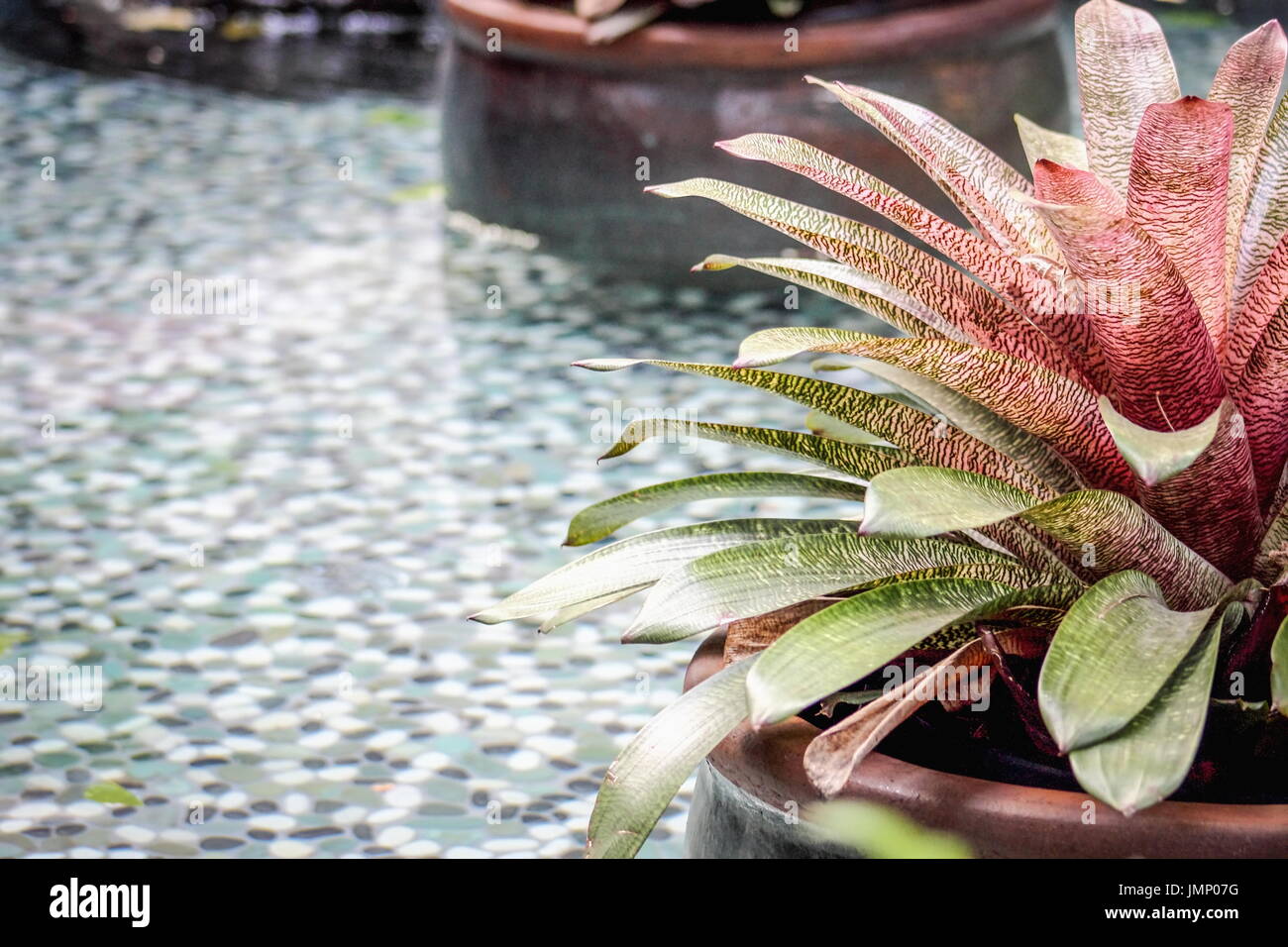 Potted bromeliad plant in a pebbled garden pool with copy space. Stock Photo