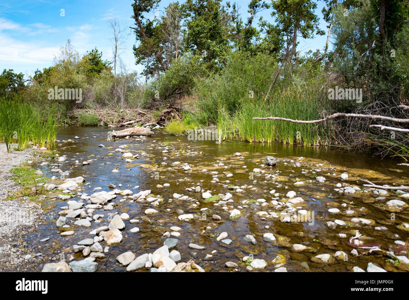 Steam bed with running water, rocks and trees in a wetland area of Sycamore Grove Park in Livermore, California, July 5, 2017. Stock Photo