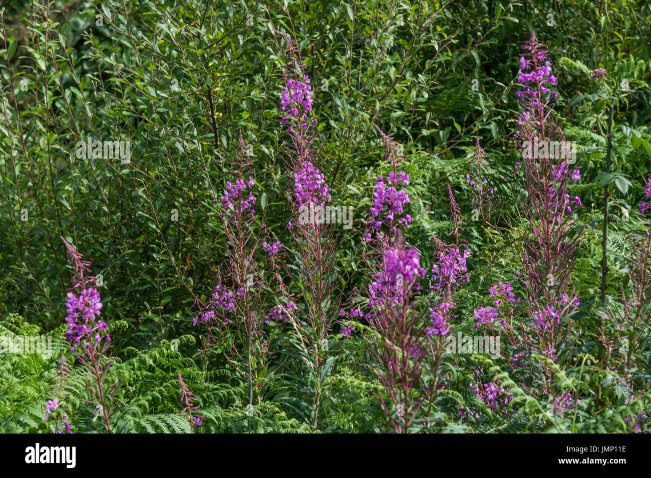 Rosebay Willowherb / Epilobium angustifolium colony beside a roadside hedge. Young leaves may be eaten cooked. Stock Photo