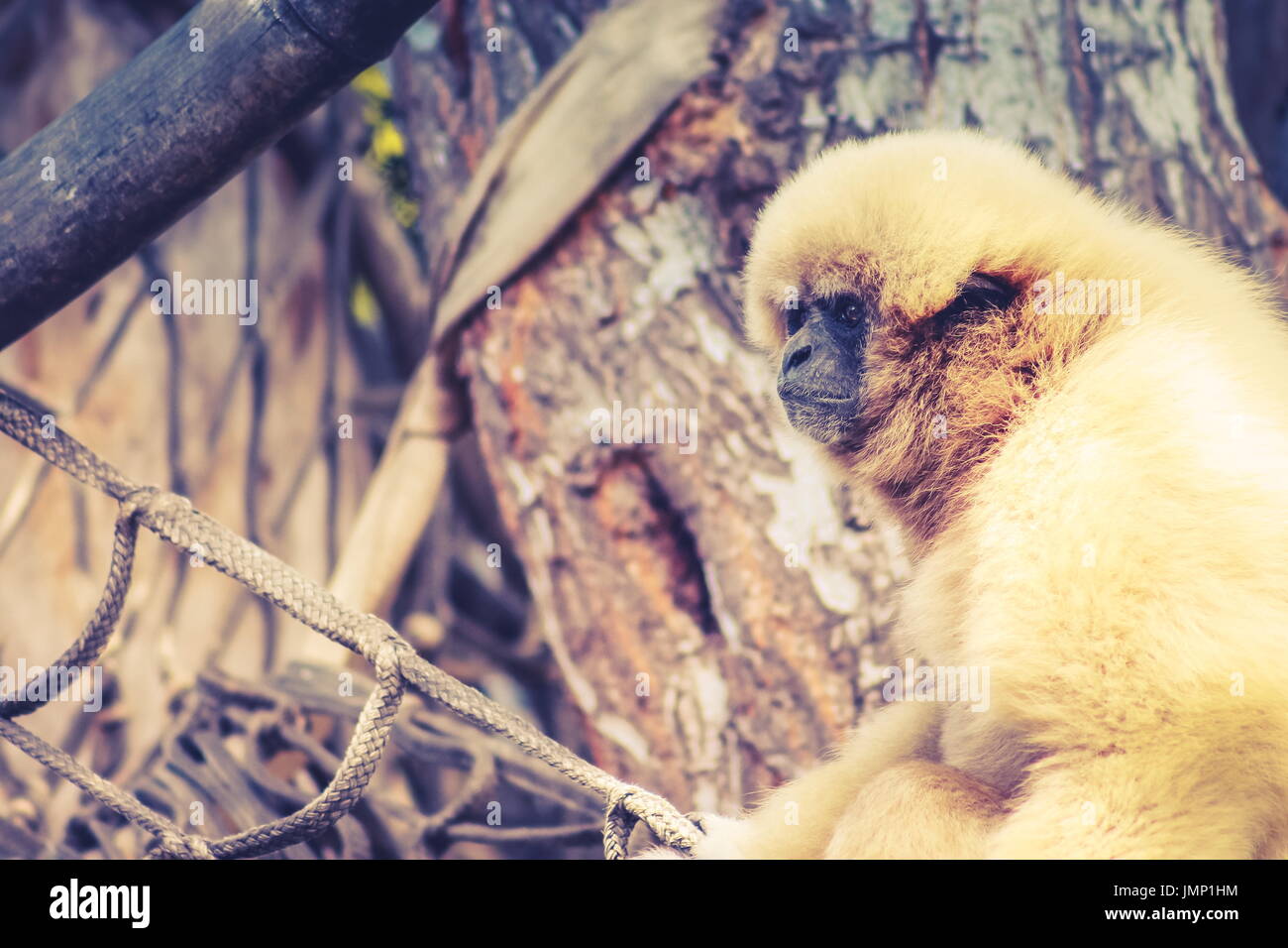 The lar gibbon (Hylobates lar), also known as the white-handed gibbon, is an endangered primate in the gibbon family Stock Photo