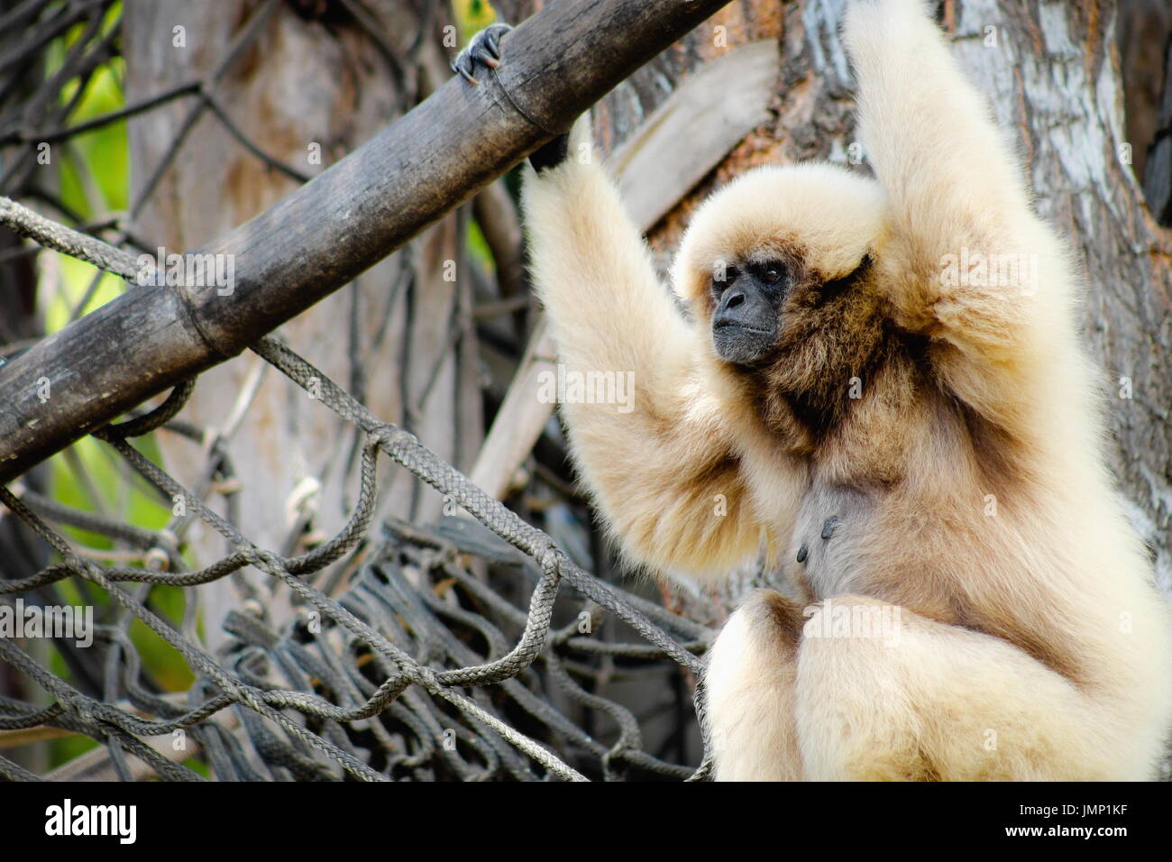 The lar gibbon (Hylobates lar), also known as the white-handed gibbon, is an endangered primate in the gibbon family Stock Photo