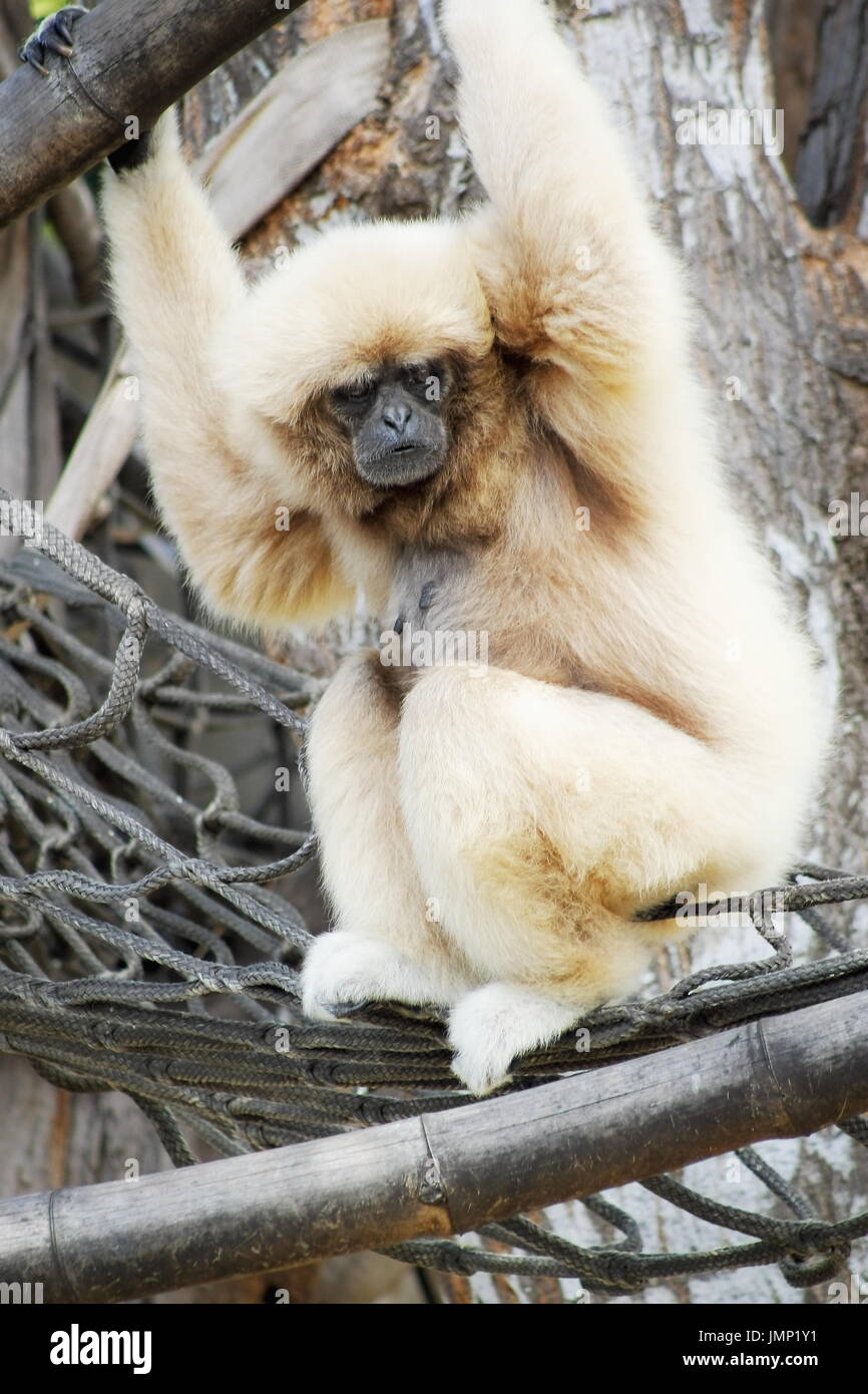 The lar gibbon (Hylobates lar), also known as the white-handed gibbon, is an endangered primate in the gibbon family Stock Photo
