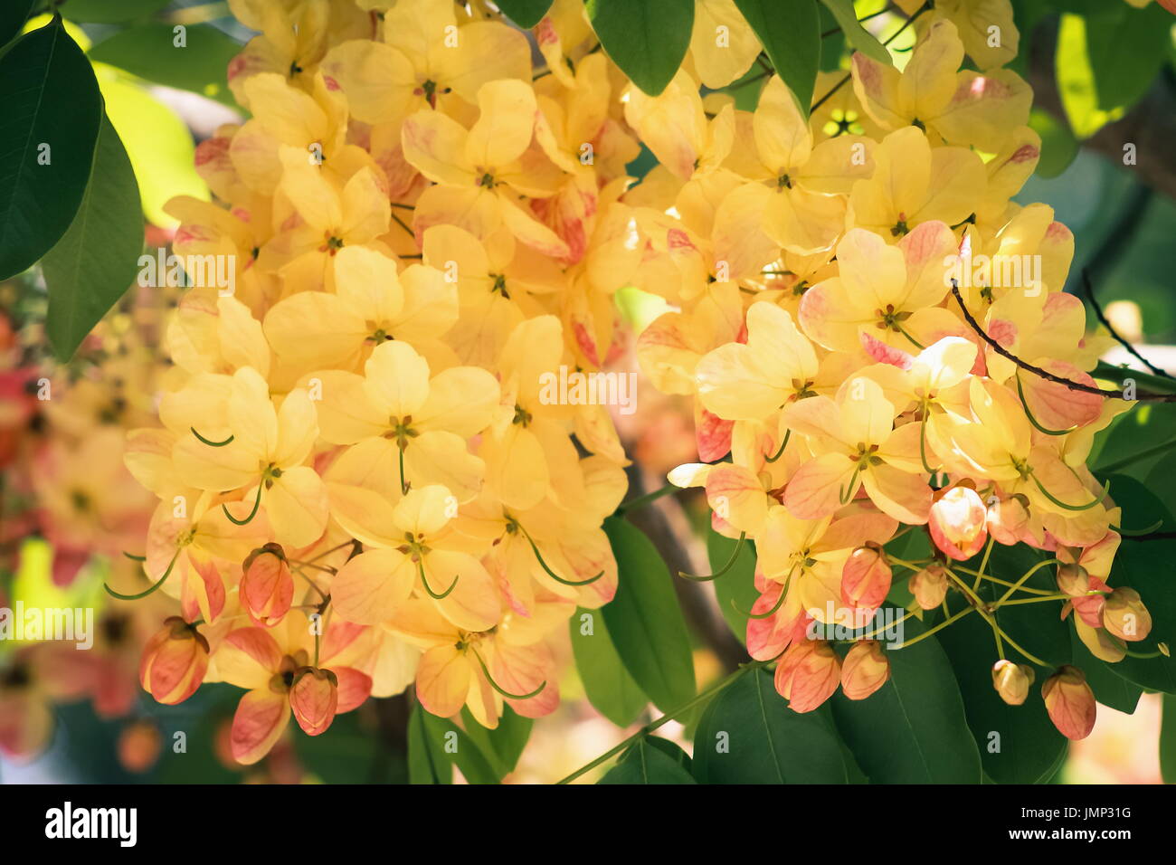 Rainbow shower tree hires stock photography and images Alamy