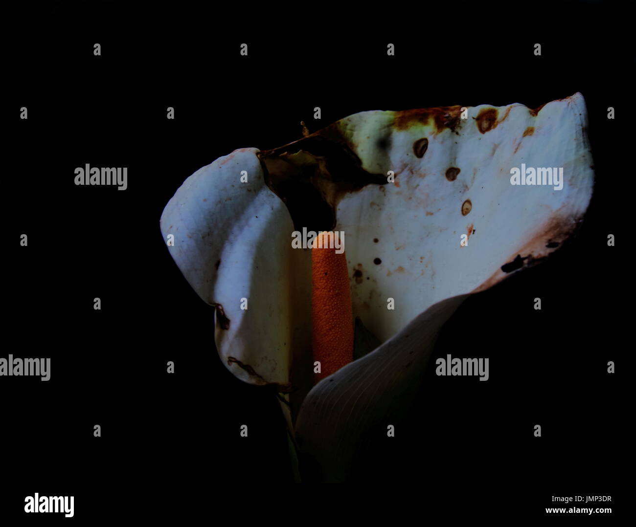 White flower with burn damage in landscape format on a dark background