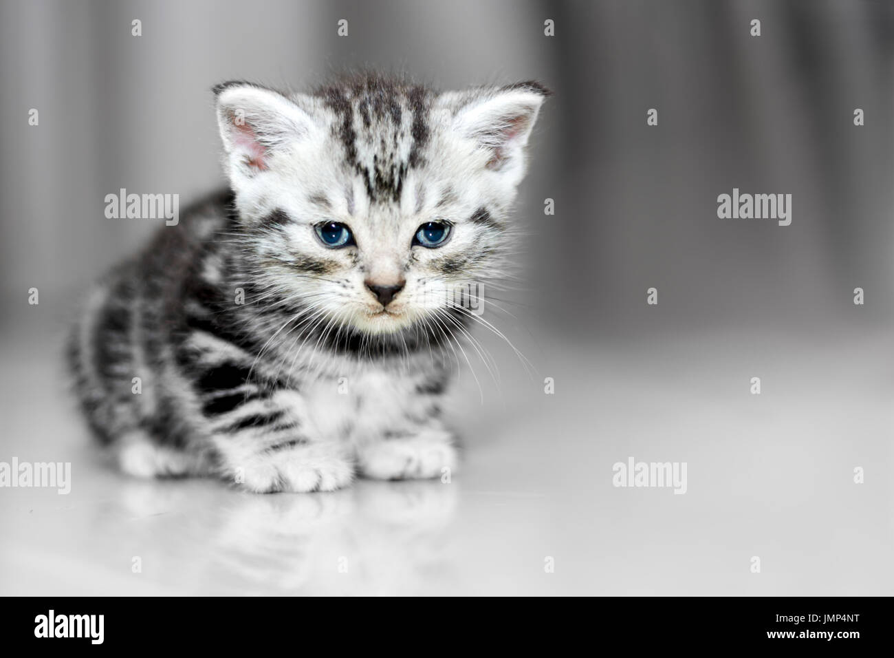Cute American Shorthair Kitten Sitting On The Floor With Copy